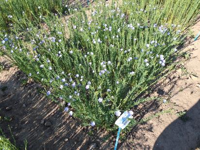 Click for 1 image(s) for this accession.